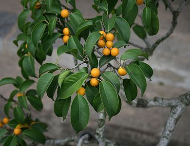 Fruits