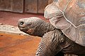 Galapagos Tortoise