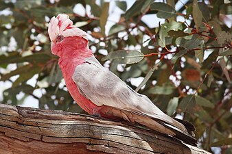 Female (note the reddish iris)