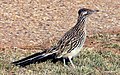 Image 11Greater roadrunner (the state bird of New Mexico) (from New Mexico)
