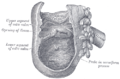 Interior of the cecum and the lower end of ascending colon, showing colic valve.