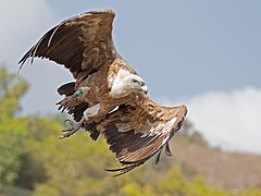 Vautour fauve en décollage.