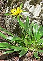 Helianthella castanea