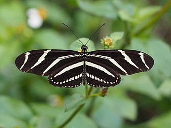 Un Heliconius charithonia, papillon officiel de l'État de Floride (définition réelle 3 200 × 2 400)