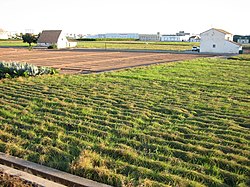 Chufa cultivation fields in Alboraya