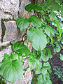 Climbing hydrangea