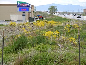 Dyer's woad's escape to disturbed roadsides