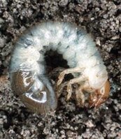 Japanese Beetle feeding on wild flower Japanese beetle larva (grub)