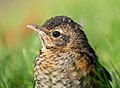 Image 114Juvenile American robin