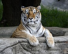 Kisa the Tiger.