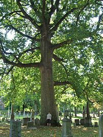 Largest tulip tree in the cemetery