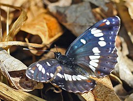 Ленточник голубоватый (Limenitis reducta)