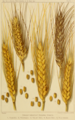 Grani duri (macaroni wheat) resistenti alla siccità 1901: 1, Kubanka; 2, Nicaragua; 3, Velvet Don; 4, Black Don; 5, Wild Gocse.[15]