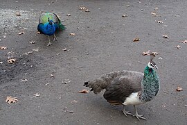 Magnolia Plantation Zoo