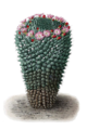 Mammillaria carnea