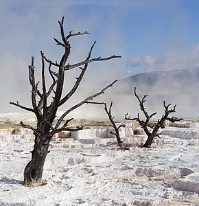 Dead trees at Mammoth Hot Springs, by Thegreenj