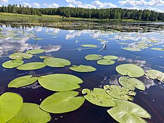 Nenúfares no rio Matkusjoki, em Iisalmi, Finlândia.