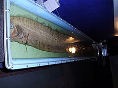 Oarfish (Regalecus sp.)