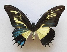 Mosaic gynandromorph of Papilio androgeus