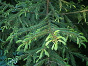 Picea koraiensis