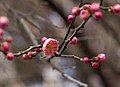 Prunus mume "Peggy Clarke" blossoms