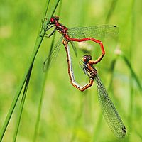 Pyrrhosoma nymphula i Belgiska naturreservatet Marie Mouchon (Ciney).