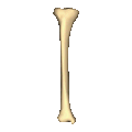 Shape of right tibia