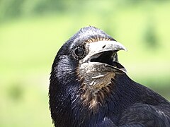 Rook at the cafe, Marwell Zoo