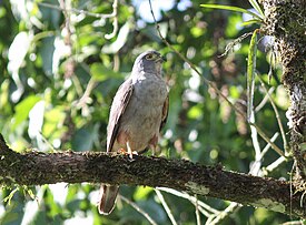 Рыжебокий двузубый коршун (Harpagus diodon)