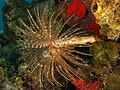 S. magnifica (magnificent feather duster worm) with radioles extended