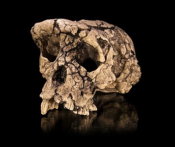Sahelanthropus tchadensis skull cast, by Didier Descouens