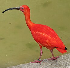 A scarlet ibis in Cotswolds Wildlife Park, Oxfordshire, England