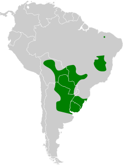 Distribución geográfica del pijuí chotoy.