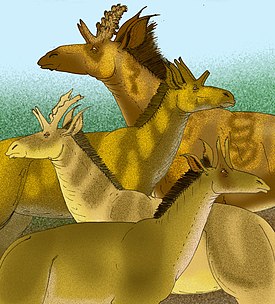 Shansitherium (сверху) и Palaeotragus (снизу)