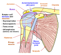 Diagram of the human shoulder joint