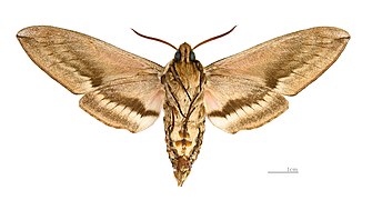 ♂△ Ventral side.