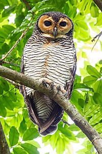 Spotted wood owl, by JJ Harrison