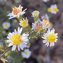 S. parviceps, St. Charles County, Missouri