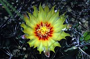 Close-up on a flower of Thelocactus setispinus.