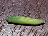 Chrysalis.