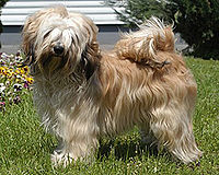 Cream coloured Tibetan Terrier. The tail is set high, well-feathered and carried in a curl over the back