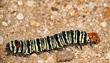 A long caterpillar with numerous black legs with irregular alternating horizontal bands of black and bright light yellow color; all with varying widths and irregular edges. The head is orange.
