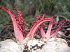 Two reddish fungi with tentacle-like arms extending upward