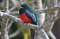 Slaty-tailed Trogon (male)