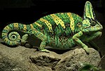 Veiled chameleon, Chamaeleo calyptratus, changes colour mainly in relation to mood and for signalling.