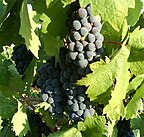 Zinfandel grapes ripening