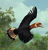 The rufous-headed hornbill is among the most threatened hornbills.