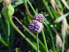 Ail à fleurs aiguës Allium acutiflorum