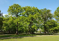 Eichengruppe auf dem Messeparkplatz