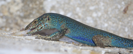 An Ibiza wall lizard scavenging on fish scraps left over from another predator